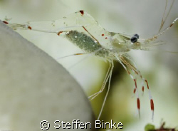 Shrimp with eggs by Steffen Binke 